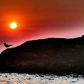 Seagulls on beach rock, Odesa, Ukraine